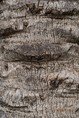 vertical background, palm bark texture