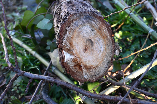 Tronco di legno tagliato nella radura di foresta con alberi di strope