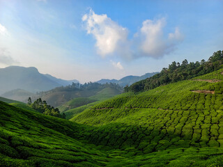 Green Serenity: Exploring the Enchanting Tea Plantations of Munnar, situated in Kerala.