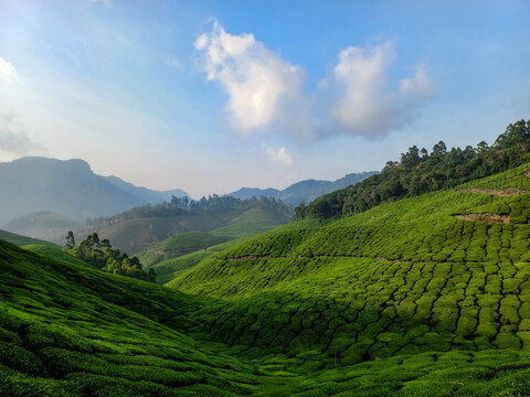 Green Serenity: Exploring the Enchanting Tea Plantations of Munnar, situated in Kerala.