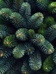 Green fir branches on a dark background. Winter background with branches of coniferous trees. Christmas greeting card background. The nature of the wild forest. New Year, Winter banner.