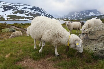 Sheep in Vestfold og Telemark, Norway