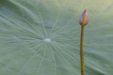 Lotus flower in the pond with reflection and lotus leaf