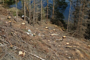 Deforestation in Norway