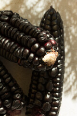 Sunlight photography of purple corn.