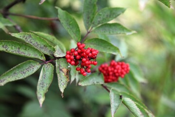Red elderberry fruit on a shrub in Norway