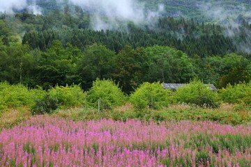 Fireweed flowers landscape in Norway