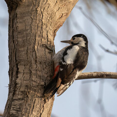 A Syrian Woodpecker on a Tree
