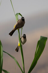 A Pair of White Spectacled Bulbuls
