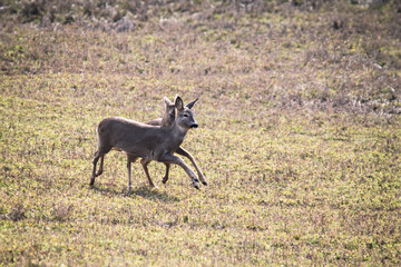 Graceful roe deer in springtime play, female roe deer frolicking in a natural habitat. Captured during their playful interaction, showcasing the beauty of wildlife.