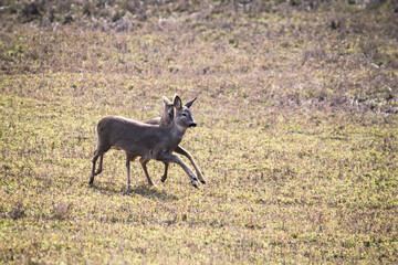 Graceful roe deer in springtime play, female roe deer frolicking in a natural habitat. Captured...