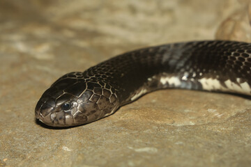 Close up Head the indochinese spitting cobra snake