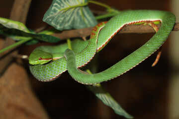 The pope green pit viper snake in forest