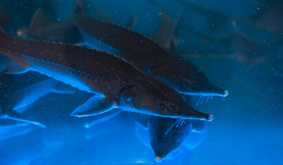 Shop fish for sale - beluga close up. Sterlet fish swimming in water storage tank in gastronomic aquatic section