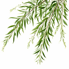 elegant branches of salix babylonica l weeping  willow tree on a clean white background this image