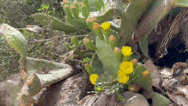 Prickly pears cactus (Opuntia ficus-indica) with golden flowers.