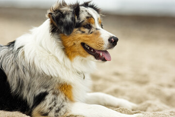 Colorful Australian Shepherd lounges on sandy beach.
