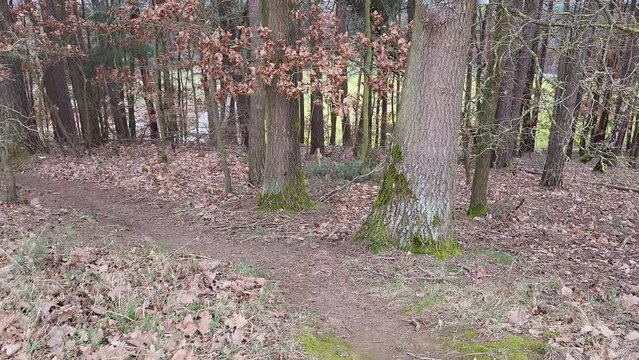 Das Felsenschloss bei Burgkunstadt ist ein nat&uuml;rlich entstandener Natursteinbogen. Die Felsformation ist durch Erosion entstanden, also ein beeindruckendes Naturwunder. Burgkunstadt, Lichtenfels, Ober