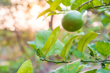 Close up of Lemons from a tree in a lemon grove. Selective focus. Copy space. 