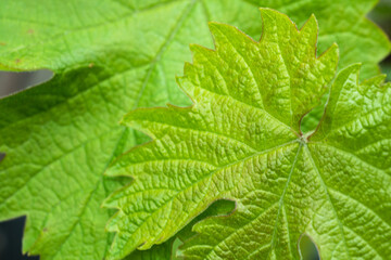 gros plan sur une feuille de vigne au printemps