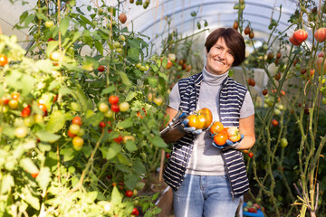 Fototapeta premium Older woman happily harvesting tomatoes in greenhouse