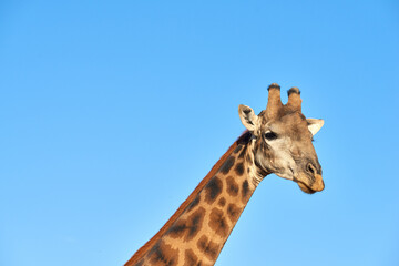 Naklejka premium Giraffe, blue sky and wildlife in Africa for nature, landscape or bush with plants, field and environment. Indigenous animal, outdoor and grass in tropical summer location for Serengeti National Park