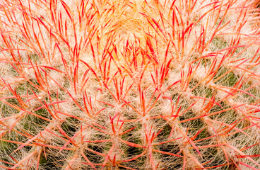 Big ball Cactus with flower in the botanic garden. Copy space.	