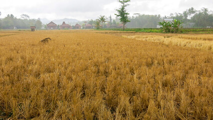Rice paddy field after harvesting. Rural agricultural. Dry rice plant residues after harvested. Dried rice field.