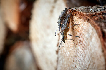 Kopulierende Schrotböcke ( Rhagium inquisitor ) / Kleiner (Kiefer)zangenbock oder Spürender Zangenbock.