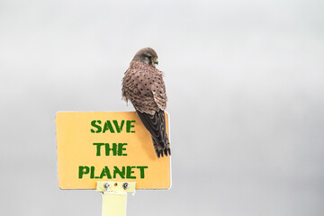 Kestrel perched on environmental message, a vivid call to conservation. This image powerfully blends wildlife with activism.