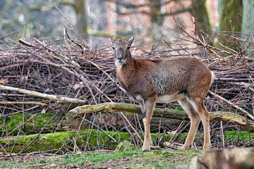 Mufflon ( Ovis orientalis musimon ).
