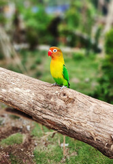 Close-up view of lovebirds perched on wood