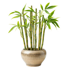 A potted bamboo plant with green leaves and brown stems