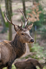 Fototapeta premium Rothirsch ( Cervus elaphus ).