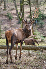 Rothirsch ( Cervus elaphus ).