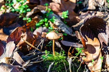 Photography to theme large beautiful poisonous mushroom in forest on leaves background