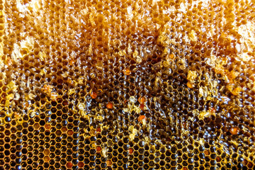 Drop of bee honey drip from hexagonal honeycombs filled with golden nectar