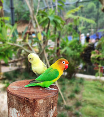 Close-up view of lovebirds perched on wood