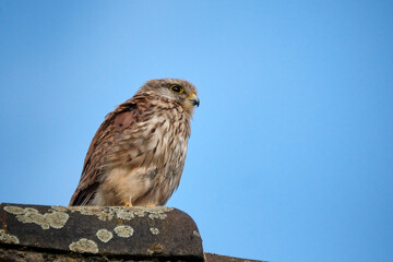 Turmfalke ( Falco tinnunculus ).