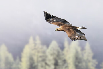 Golden Eagle (Aquila chrysaetos) flying over a conifeours forest on a misty day in the Italian...
