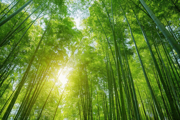 Fototapeta premium A serene bamboo forest bathed in soft sunlight, with slender bamboo stalks stretching towards the sky and lush green foliage filtering the dappled light, creating a tranquil oasis of natural beauty.