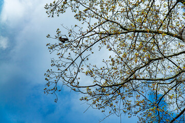 A tranquil scene of a small bird perched on the delicate, blossoming branches of a tree. The background features a vivid blue sky with soft clouds, capturing the essence of spring