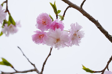 満開に咲いた桜