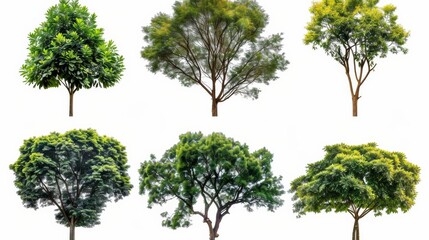 Assorted isolated trees on white background, depicting diverse species and foliage for landscape design and environmental graphics.