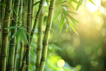 A serene bamboo forest bathed in soft sunlight, with slender bamboo stalks stretching towards the sky and lush green foliage filtering the dappled light, creating a tranquil oasis of natural beauty.