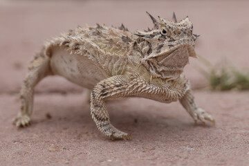 Plains Horned Toad close-up