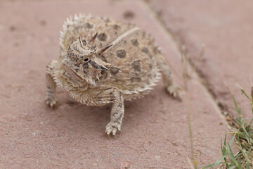 Plains Horned Toad close-up