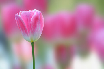 Beautiful pink tulips blooming in the garden.