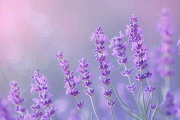 Obraz premium Lavender Flowers in Bloom with Soft Focus Background