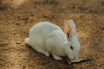 Cute white rabbits eating